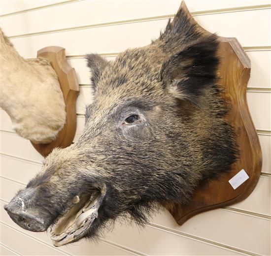 A taxidermy boars head